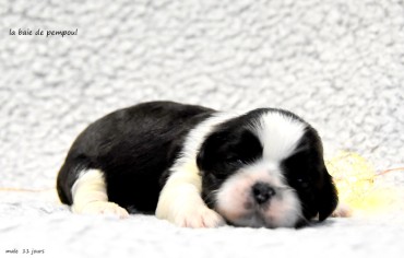 Les bébés de Souchie de la Baie de Pempoul