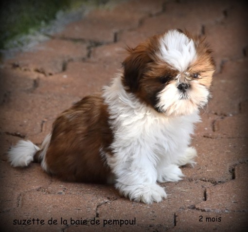 suzette2m 1.jpg