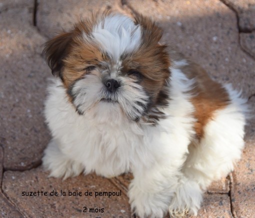suzette2m 2.jpg