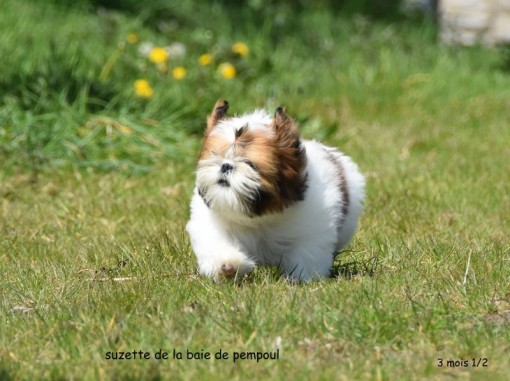 suzette3m 13.jpg
