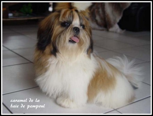 caramel 2.jpg
