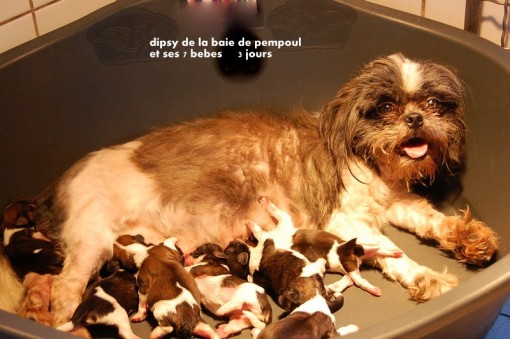 dipsie1.jpg