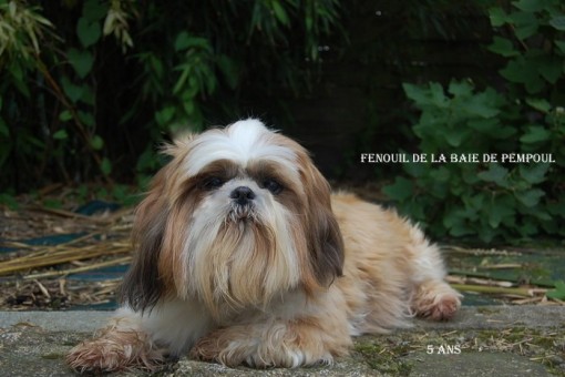 fenouil5a 1.jpg