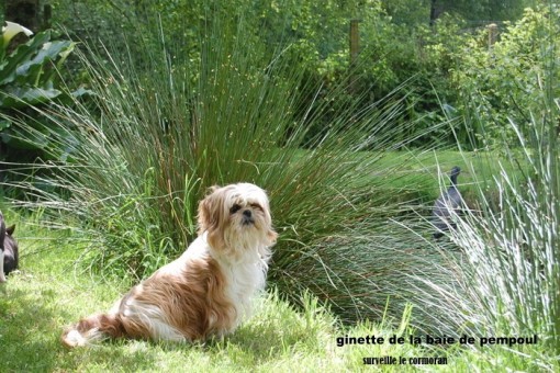 ginette.jpg