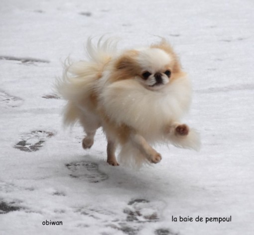 obiwanneige 1.jpg
