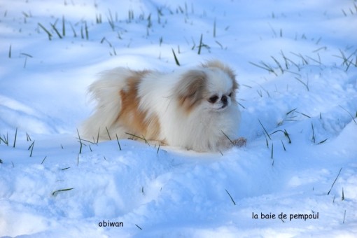 obiwan-neige 1.jpg