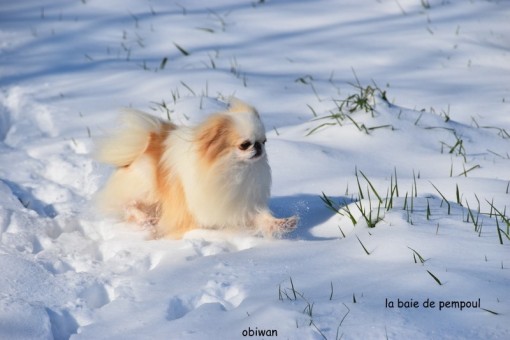 obiwan-neige 2.jpg