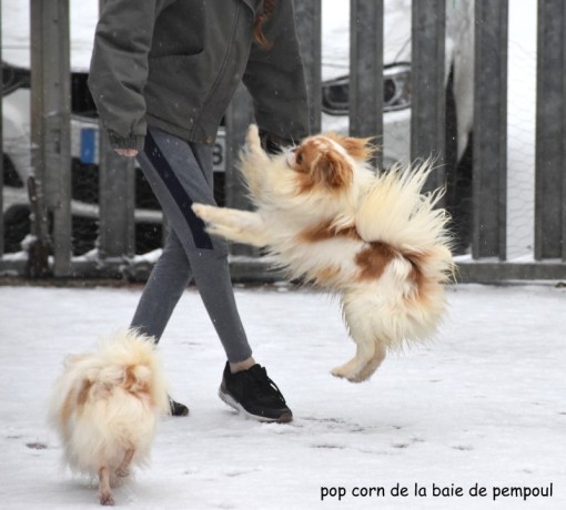 popneige 2.jpg