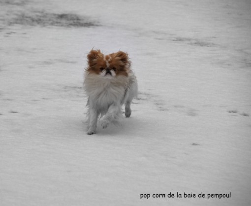 popneige.jpg