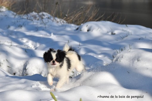 rihanna-neige 2.jpg