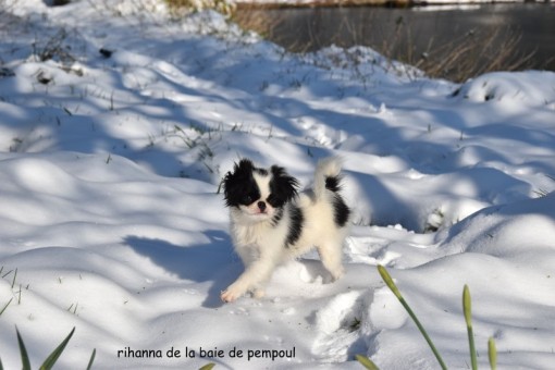 rihanna-neige 3.jpg