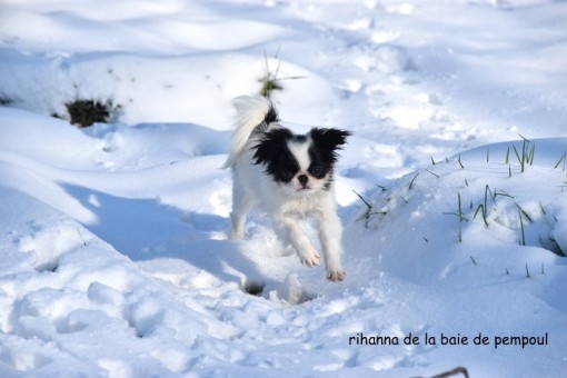 rihanna-neige 5.jpg
