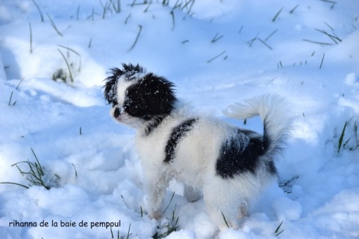 rihanna-neige 8.jpg
