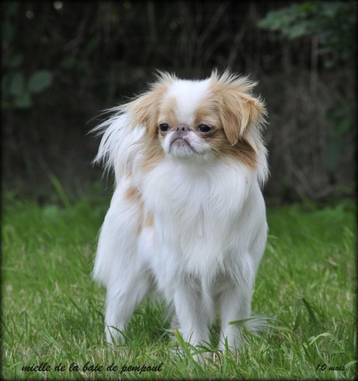mielle10m 1.jpg