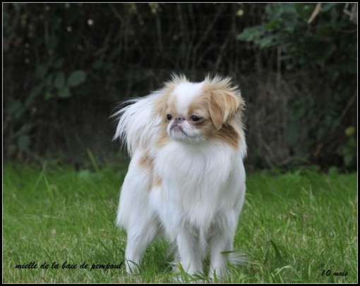 mielle10m.jpg