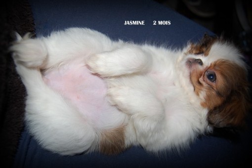 jasmine2m.jpg