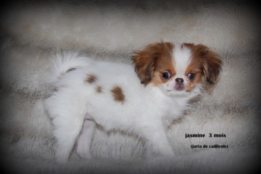 jasmine3m.jpg