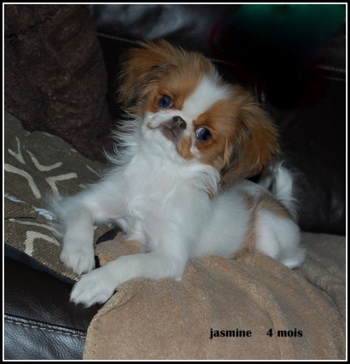 jasmine4m 3.jpg