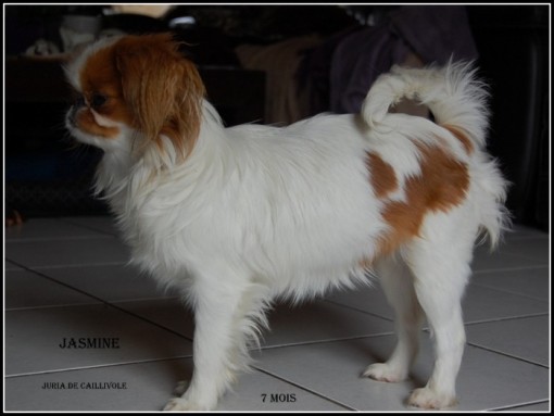 jasmine7m.jpg