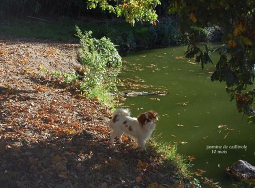 jasmine10m 2.jpg