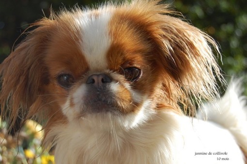 jasmine10m.jpg
