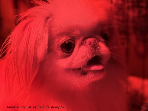 rouge 1.jpg