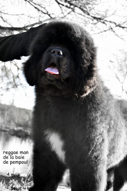 reggae4m 19.jpg