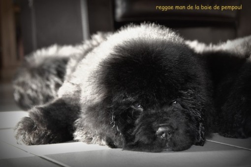 reggaeman2m 7.jpg