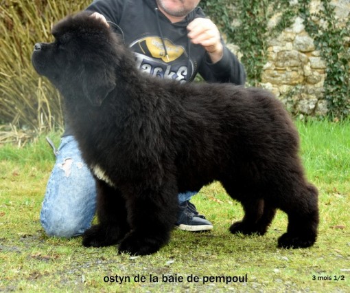 ostyn3 2.jpg