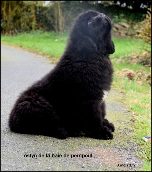 ostyn3.jpg