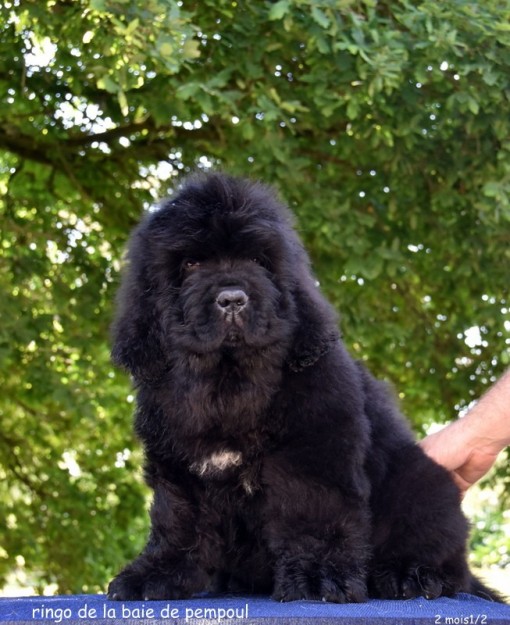 ringo2m 5.jpg