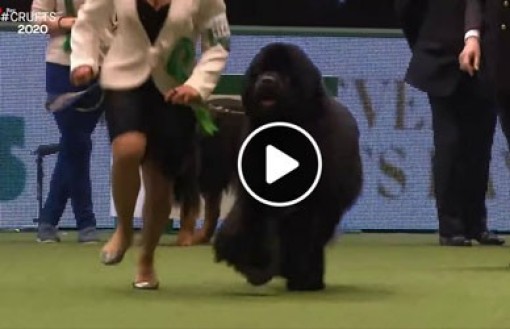 nirvana-crufts-2020_4.jpg