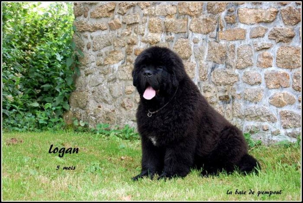 Logan