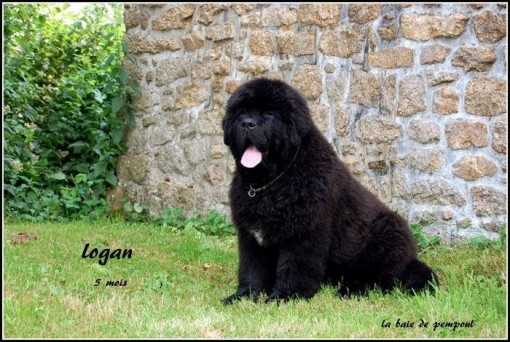 logan 14.jpg