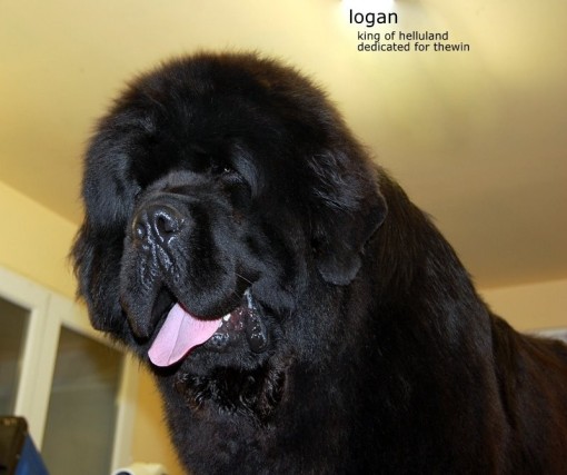 logan 19.jpg