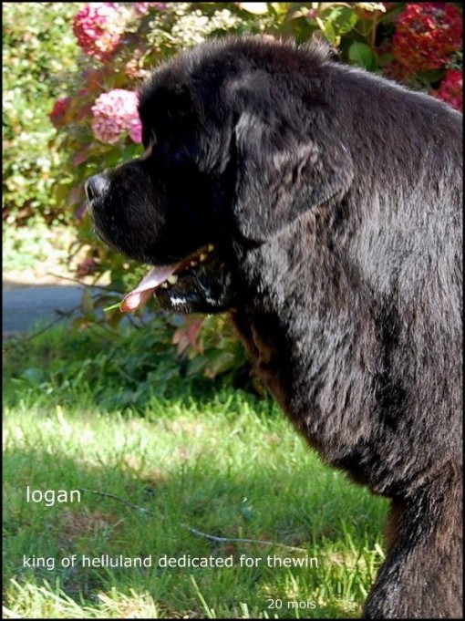logan 29.jpg