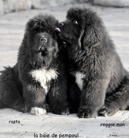 rastareggae3m 3.jpg