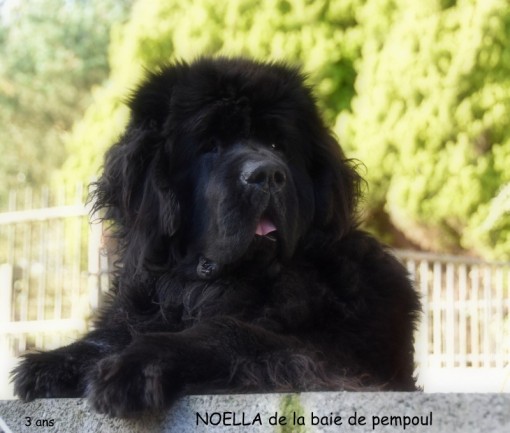 noella3a 2.jpg