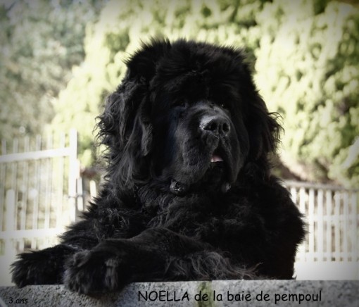 noella3a 3.jpg