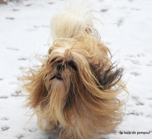 louckyneige 1.jpg